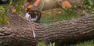 Professional Tree Services in Indian Head, MD